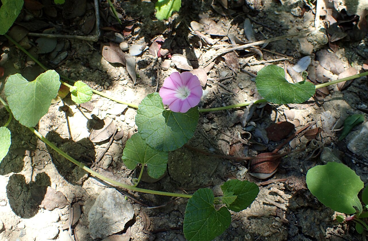 Convolvulus coelesyriacus: Convolvulus coelesyriacus as a weed in Akamas Botanical Garden on Cyprus