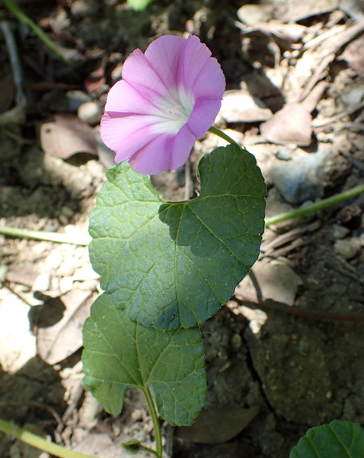 Convolvulus coelesyriacus: Convolvulus coelesyriacus as a weed in Akamas Botanical Garden on Cyprus