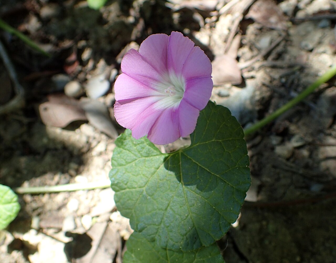 Convolvulus coelesyriacus: Convolvulus coelesyriacus as a weed in Akamas Botanical Garden on Cyprus
