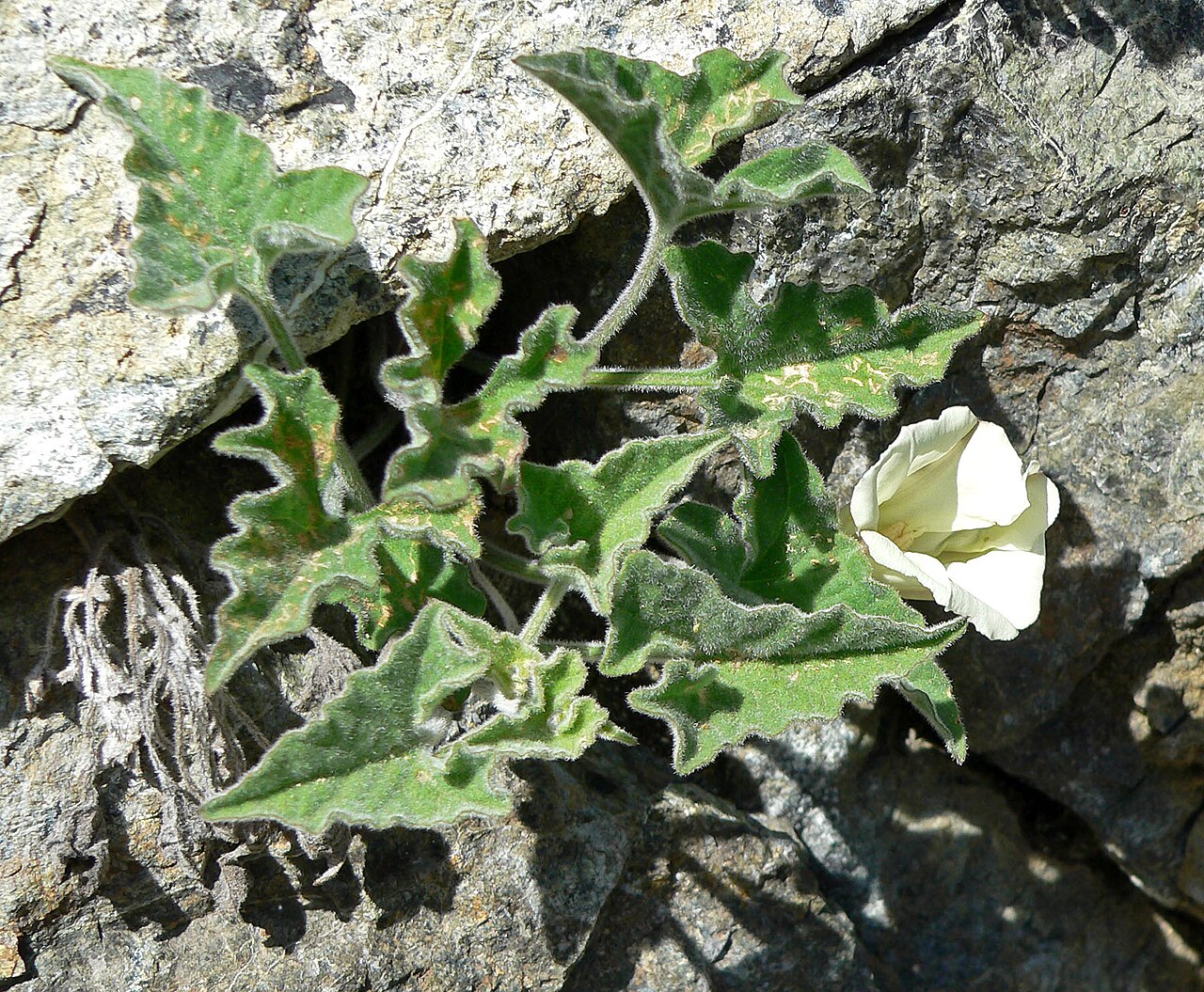 Coast range false bindweed: Calystegia collina ssp. oxyphylla at the University of California Botanical Garden , Berkeley, California