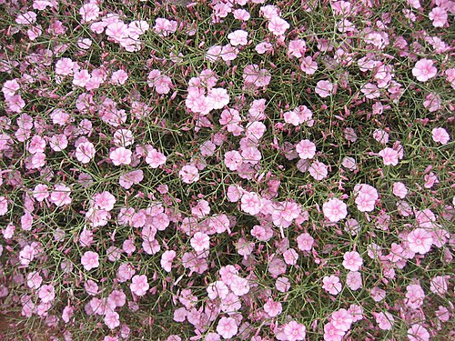 Convolvulus dorycnium: Splendid Bindweed