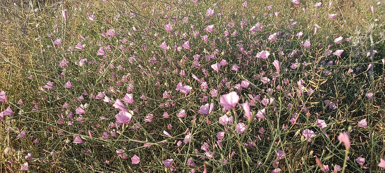 Convolvulus dorycnium: Convolvulus dorycnium — Field observation from 918, גדות, Israel. Collected by Udi Oron אודי אורון (2025-05-19). Recorded in GBIF occurrence 5168466368 .