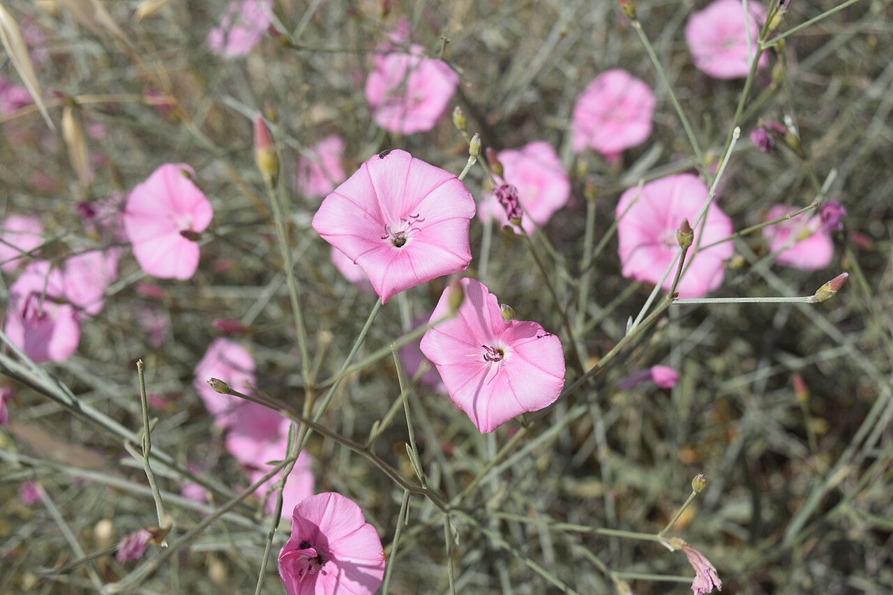 Convolvulus dorycnium: Convolvulus dorycnium