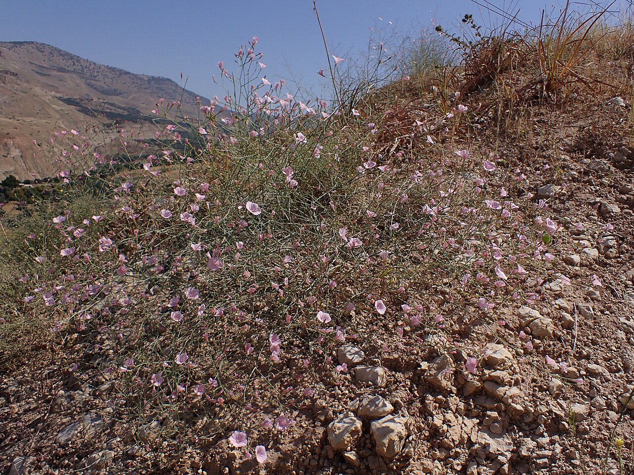 Convolvulus dorycnium: Convolvulus dorycnium at Kufranja Dam in Jordan
