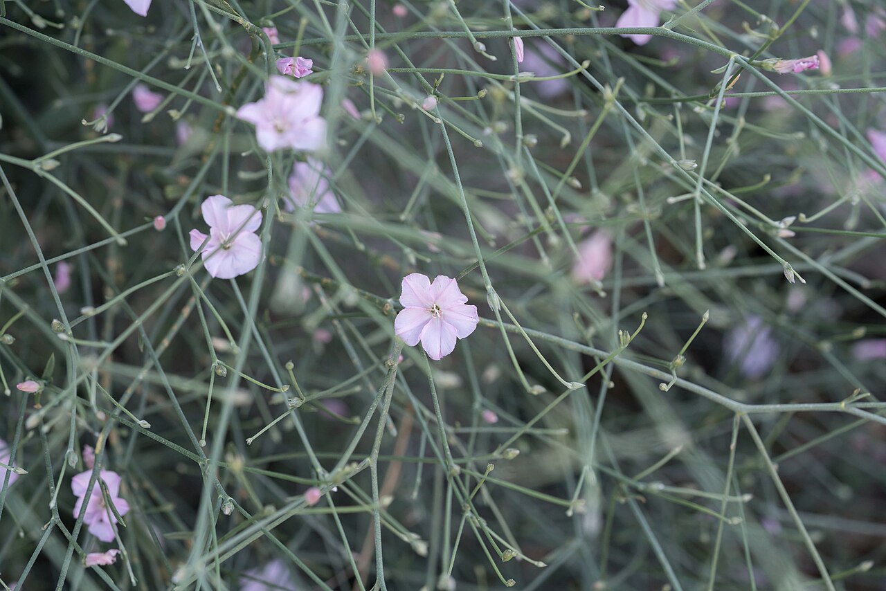 Convolvulus dorycnium: Convolvulus dorycnium — Field observation from Περιφέρεια Νοτίου Αιγαίου, Ελλάδα, Greece. Collected by Eleftherios Katsillis (2025-05-28). Recorded in GBIF occu
