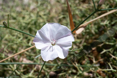 Convolvulus dorycnium (Convolvulus dorycnium)