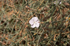 Convolvulus dorycnium (Convolvulus dorycnium)