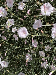 Convolvulus dorycnium (Convolvulus dorycnium)