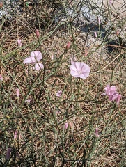 Convolvulus dorycnium (Convolvulus dorycnium)