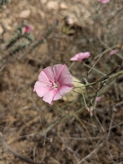 Convolvulus dorycnium (Convolvulus dorycnium)