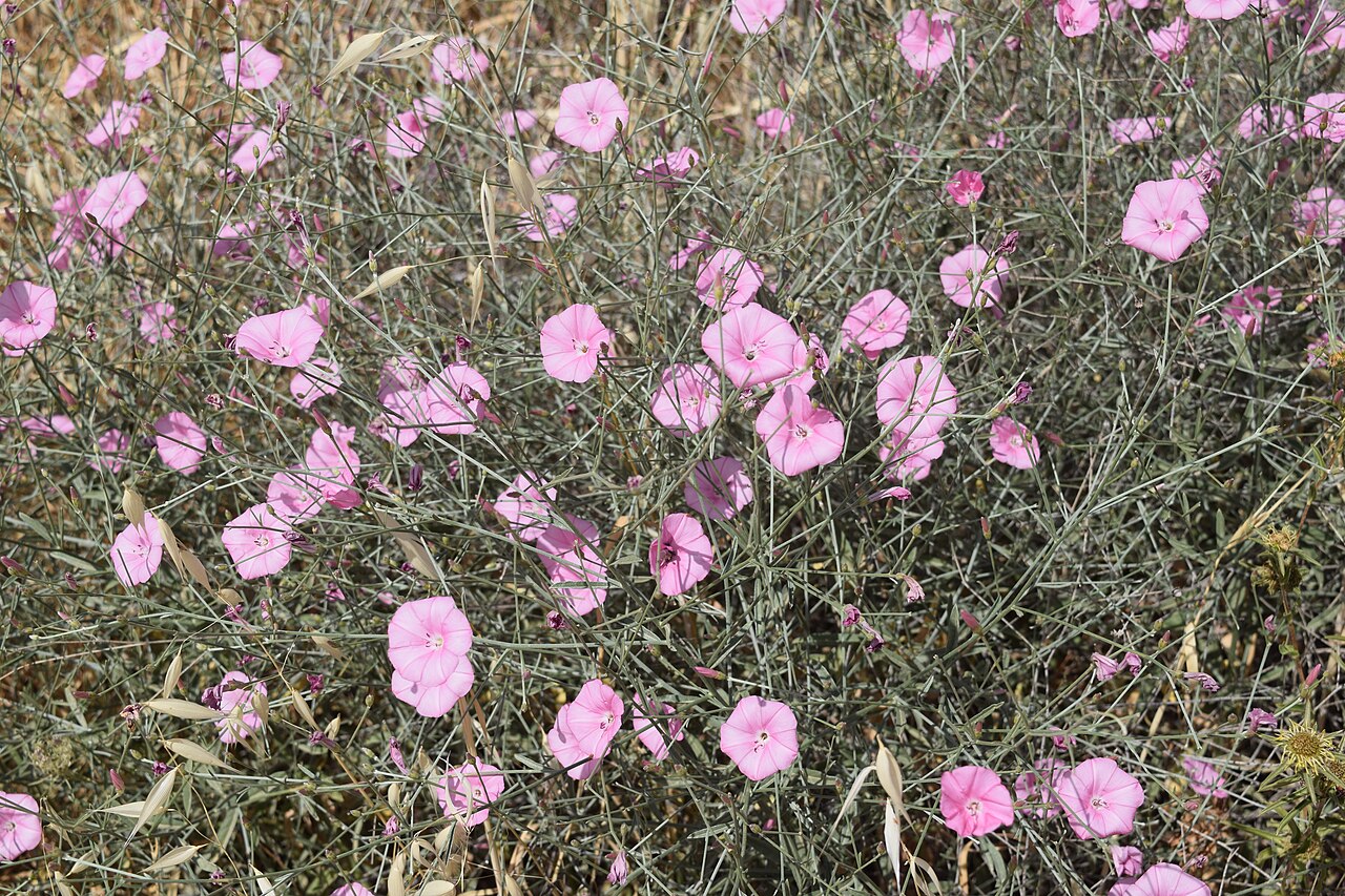 Convolvulus dorycnium: Convolvulus dorycnium