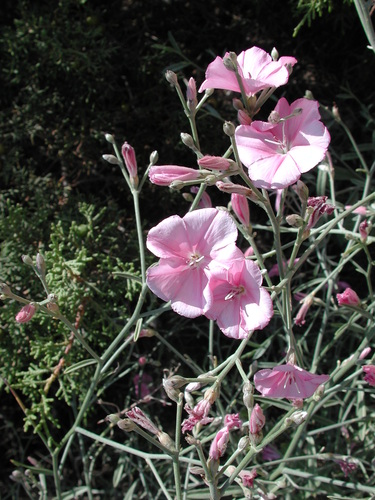Convolvulus dorycnium (Convolvulus dorycnium)