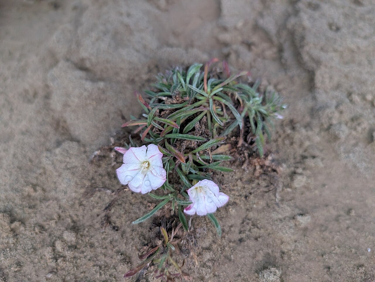 Convolvulus lineatus: Convolvulus lineatus — Field observation from Unnamed Road, Ağrotur, Ağrotur ve Dikelya, GB, Cyprus. Collected by Marios Thoma (2026-03-24). Recorded in GBIF oc