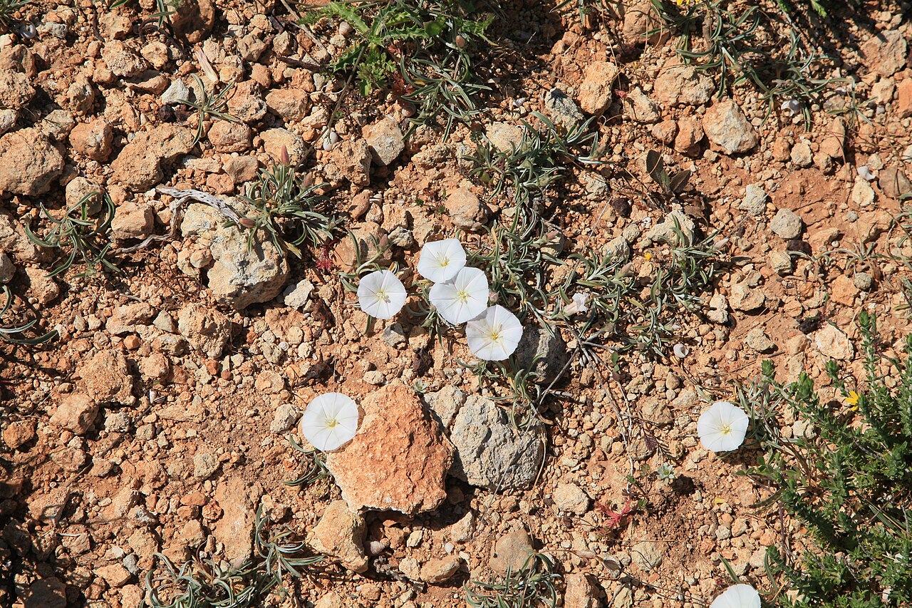 Convolvulus lineatus: Convolvulus lineatus growing at Triq il-Mellieħa within the "Rdum mic-Ċirkewwa sa Benghisa" nature reserve in Mellieħa , Malta