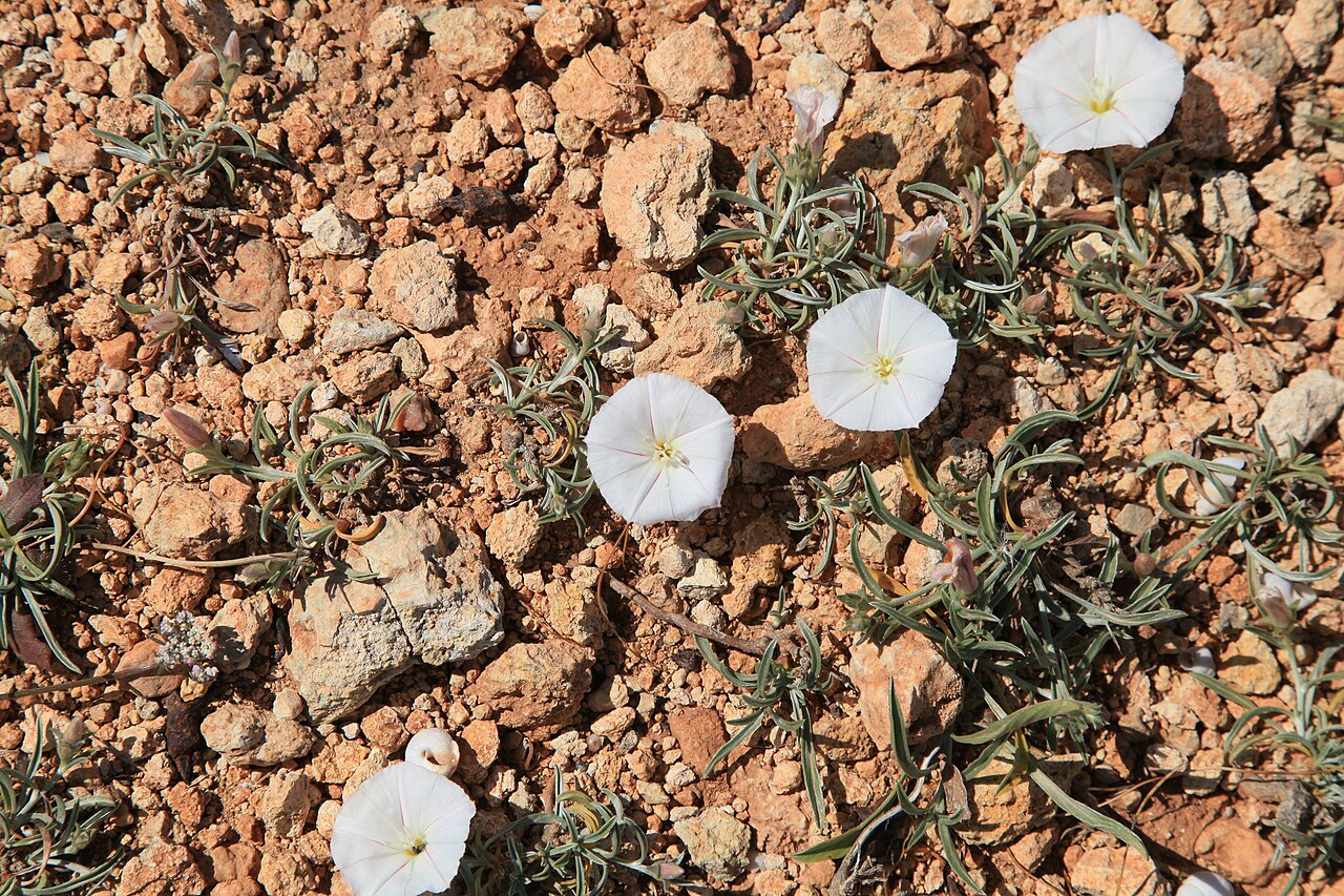 Convolvulus lineatus: Convolvulus lineatus growing at Triq il-Mellieħa within the "Rdum mic-Ċirkewwa sa Benghisa" nature reserve in Mellieħa , Malta