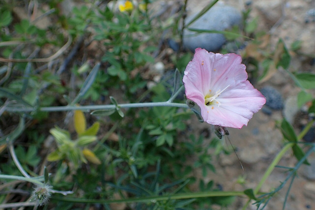 Convolvulus lineatus: Convolvulus lineatus at Pissouri Beach, Cyprus