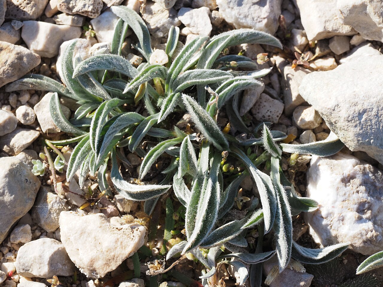 Convolvulus lineatus: Convolvulus lineatus — Field observation from Martigues, France, France. Collected by Aubin NORMAND (2026-04-03). Recorded in GBIF occurrence 6187981550 .
