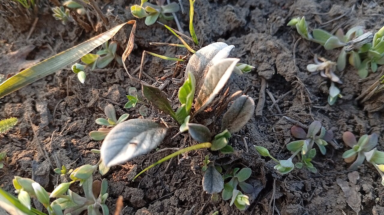 Convolvulus lineatus: Convolvulus lineatus — Field observation from F7H9+MP, Верховцево, Днепропетровская область, Украина, 51660, Ukraine. Collected by Svitlana Kyiak (2026-03-28).