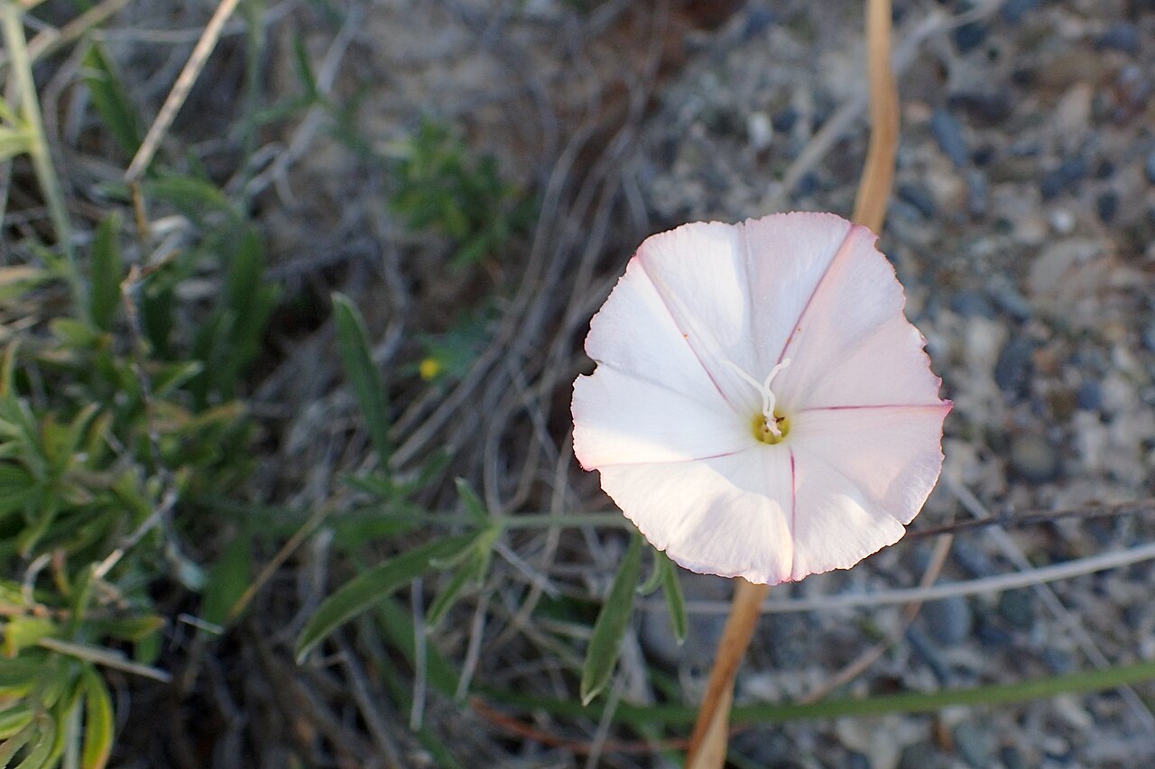 Convolvulus lineatus: Convolvulus lineatus at Pissouri Beach, Cyprus