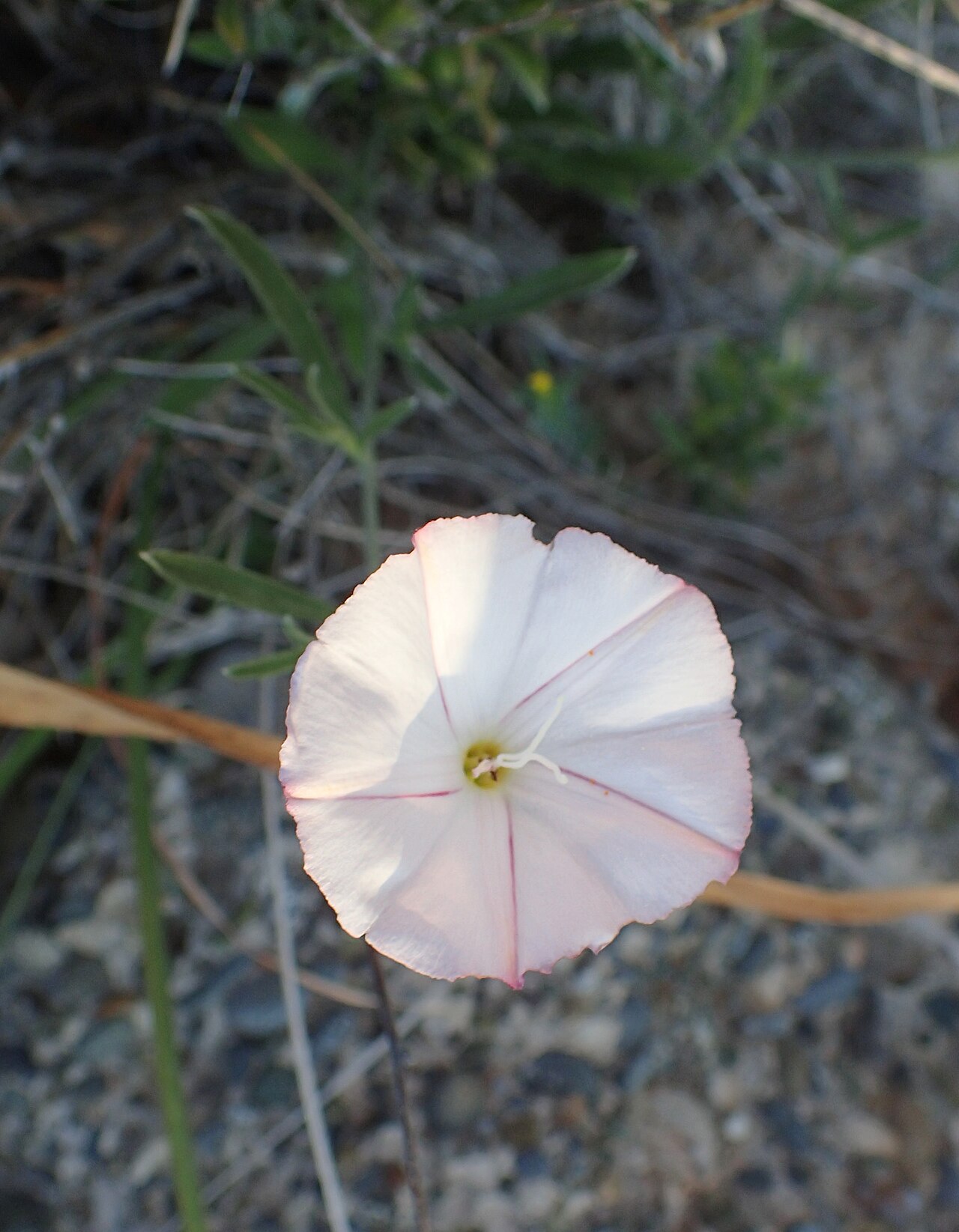 Convolvulus lineatus: Convolvulus lineatus at Pissouri Beach, Cyprus