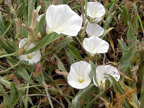 Convolvulus lineatus: Convolvulus lineatus