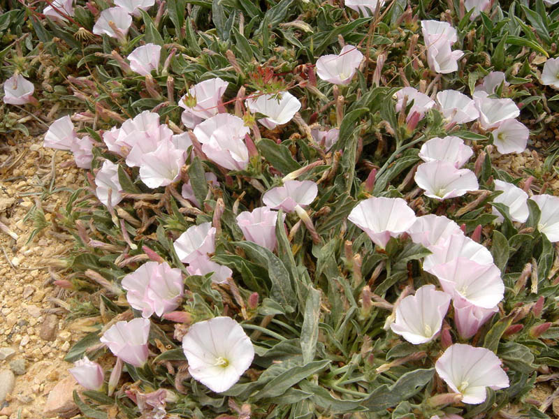 Convolvulus lineatus: Convolvulus lineatus