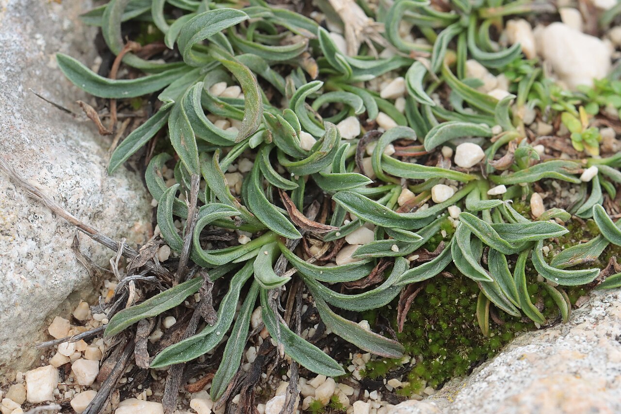 Convolvulus lineatus: Convolvulus lineatus — Field observation from Bouches-du-Rhône, Provence-Alpes-Côte d'Azur, FR, France. Collected by Noé Fleury Frouart (2026-03-07). Recorded i