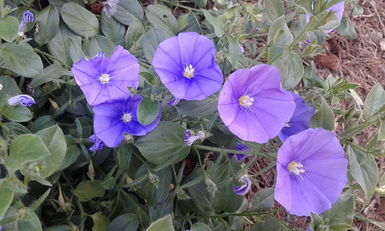 Convolvulus sabatius: Flores de la planta Convolvulus sabatius, Convolvulus mauritanicus o Campanilla azul en el Jardín Botánico de Barcelona.