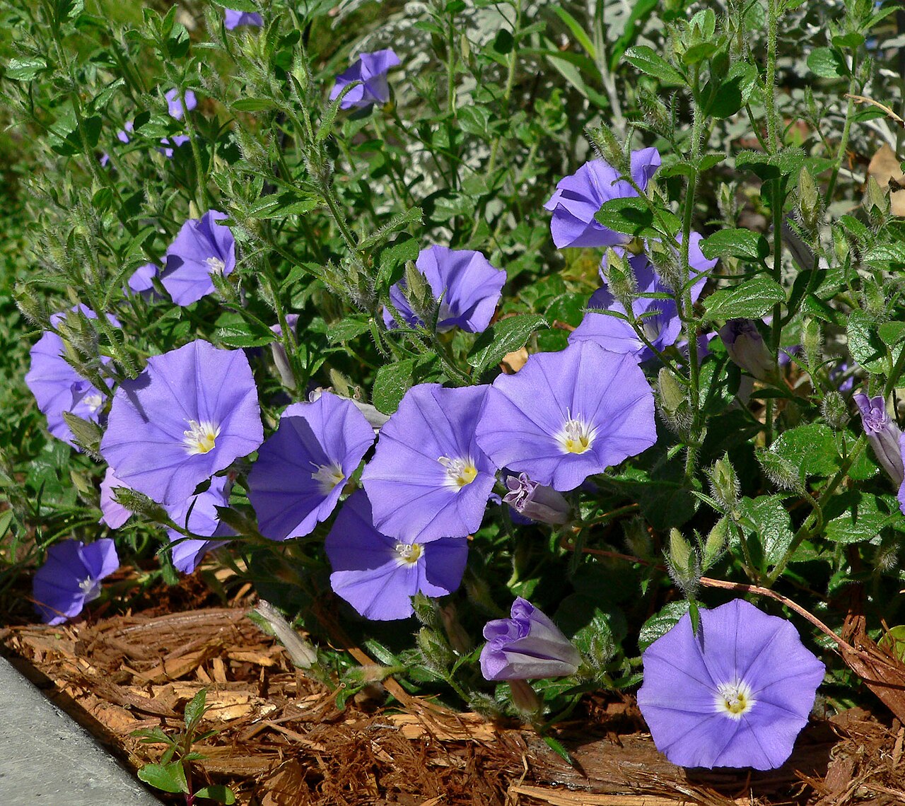 Convolvulus sabatius: Convolvulus sabatius (syn. C. mauritanicus ) at the Springs Preserve garden, Las Vegas, Nevada