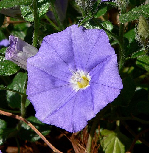 Convolvulus sabatius: Convolvulus sabatius (syn. C. mauritanicus ) at the Springs Preserve garden, Las Vegas, Nevada