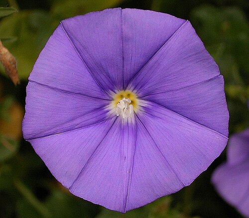Convolvulus sabatius: Convolvulus sabatius
