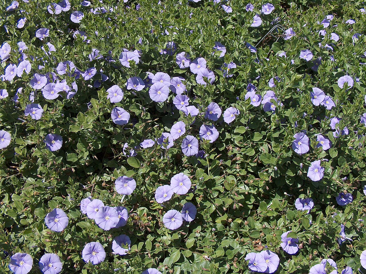 Convolvulus sabatius (Convolvulus sabatius)