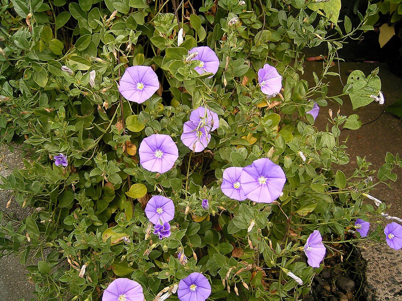Convolvulus sabatius: Convolvulus sabatius