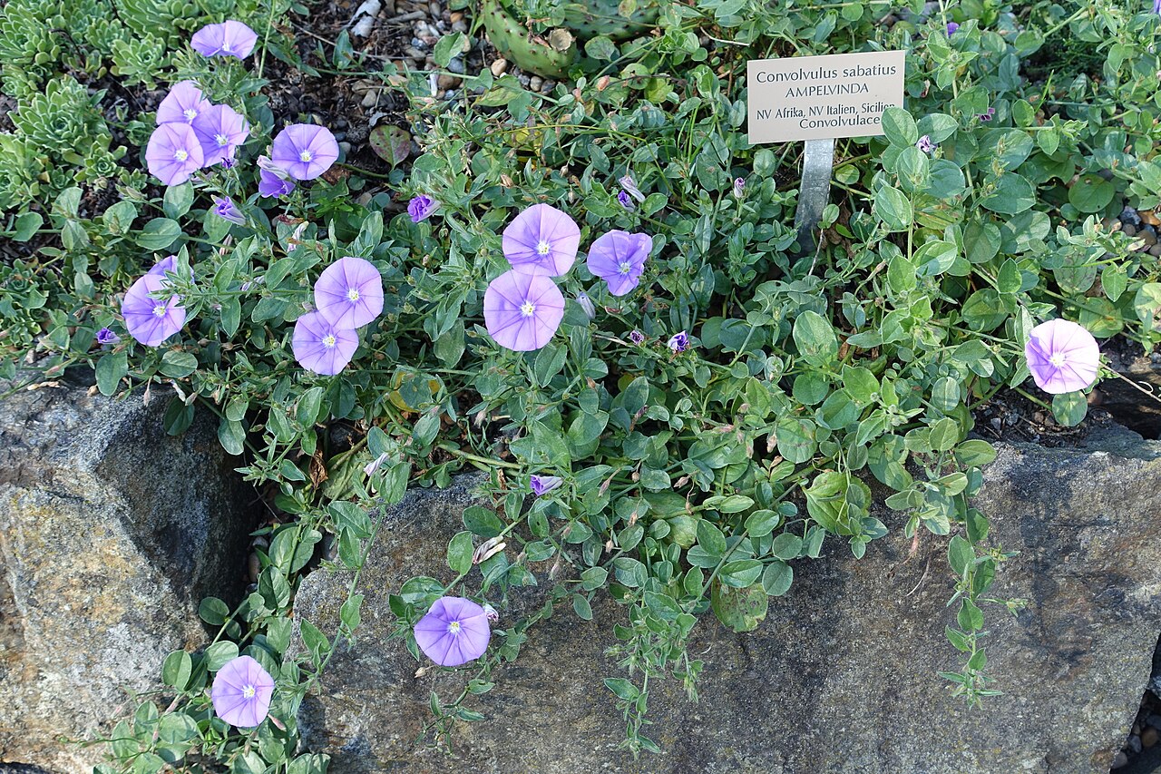 Convolvulus sabatius: Botanical specimen in the Bergianska trädgården - Stockholm, Sweden.