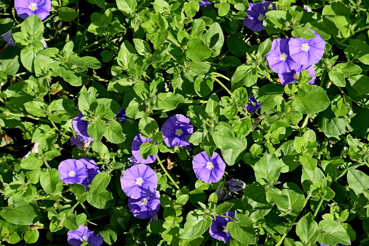 Convolvulus sabatius: Convolvulus sabatius 'Blue Cascade' in Jardin des Plantes de Toulouse