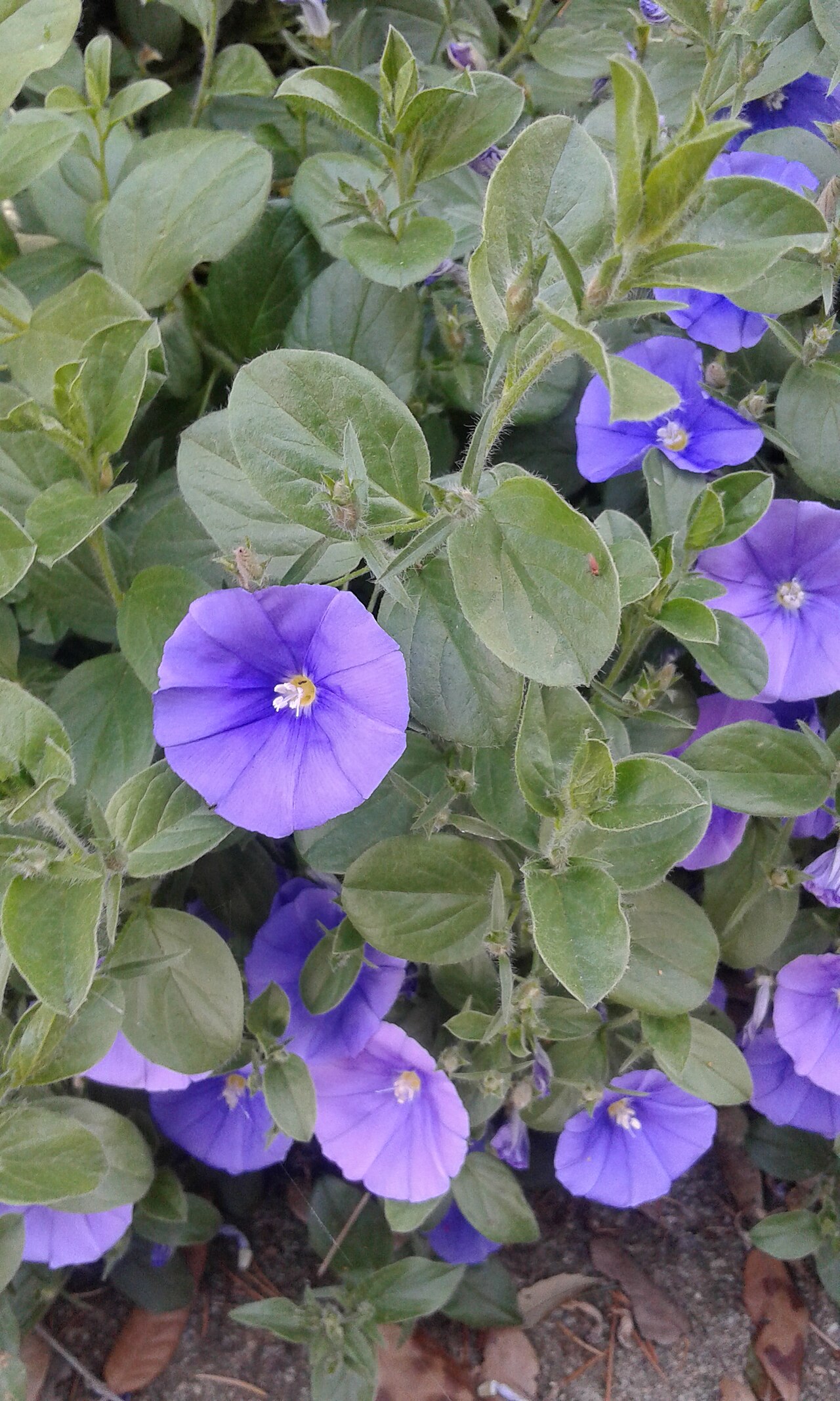 Convolvulus sabatius: Hojas y flores de la planta Convolvulus sabatius, Convolvulus mauritanicus o Campanilla azul en el Jardín Botánico de Barcelona.