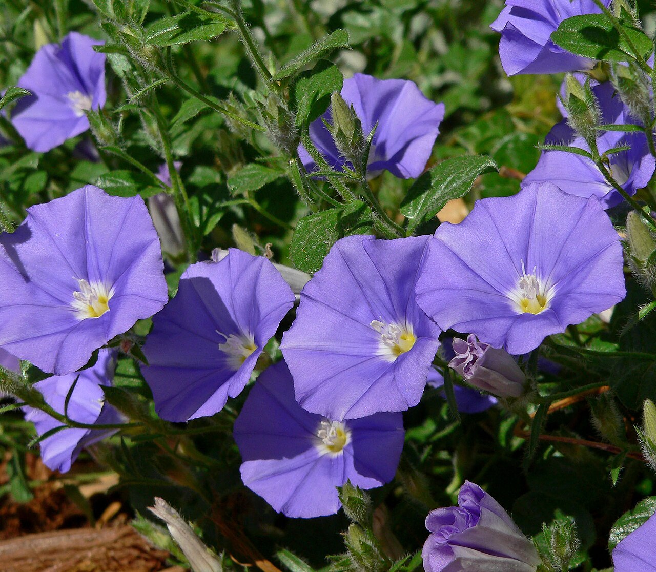 Convolvulus sabatius: Convolvulus sabatius (syn. C. mauritanicus ) at the Springs Preserve garden, Las Vegas, Nevada