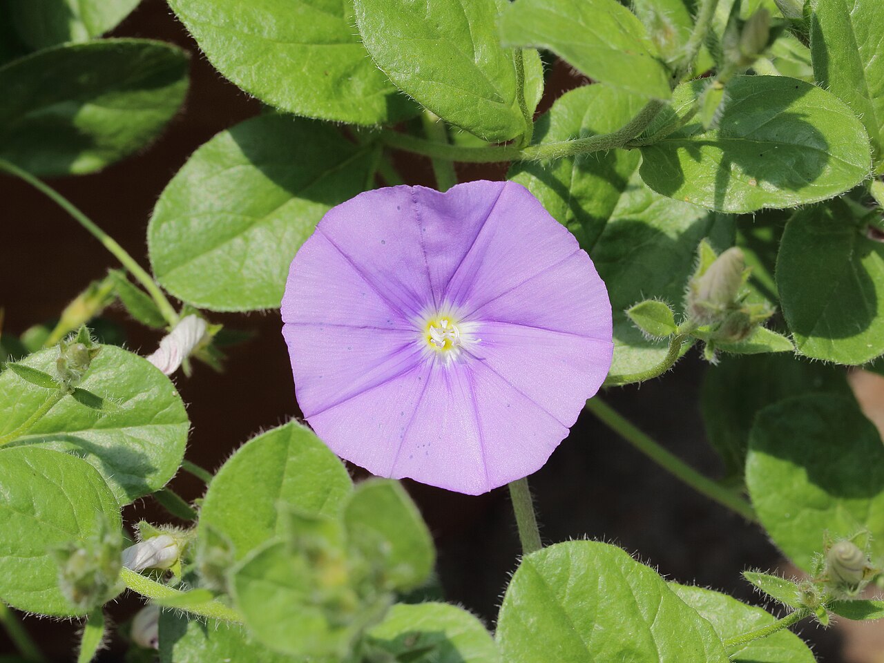 Convolvulus sabatius: Convolvulus sabatius . In the Netherlands not hardy (patio plant).