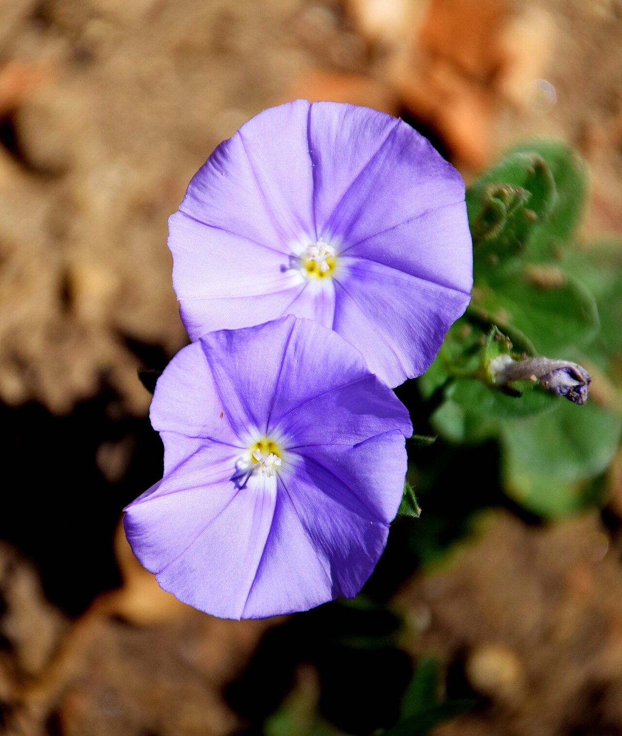 Convolvulus sabatius: Convolvulus sabatius in Jardin des plantes de Montpellier