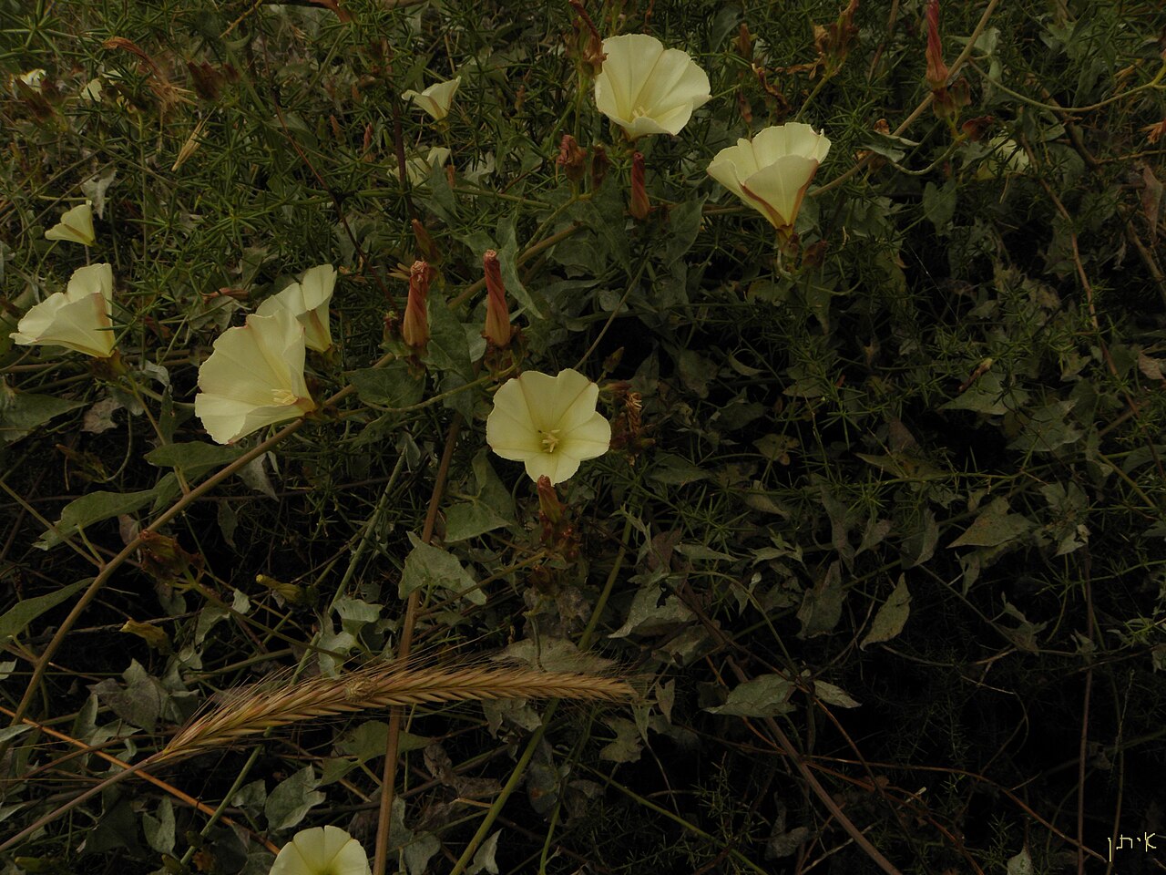 Scammony: Convolvulus scammonia