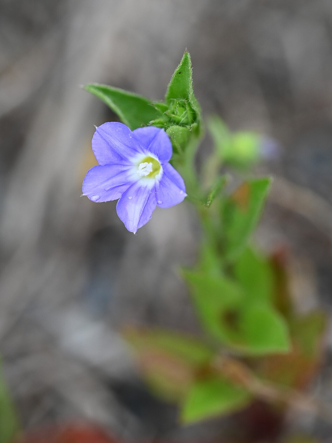 Convolvulus siculus: Convolvulus siculus in Rodalquilar, Andalusia