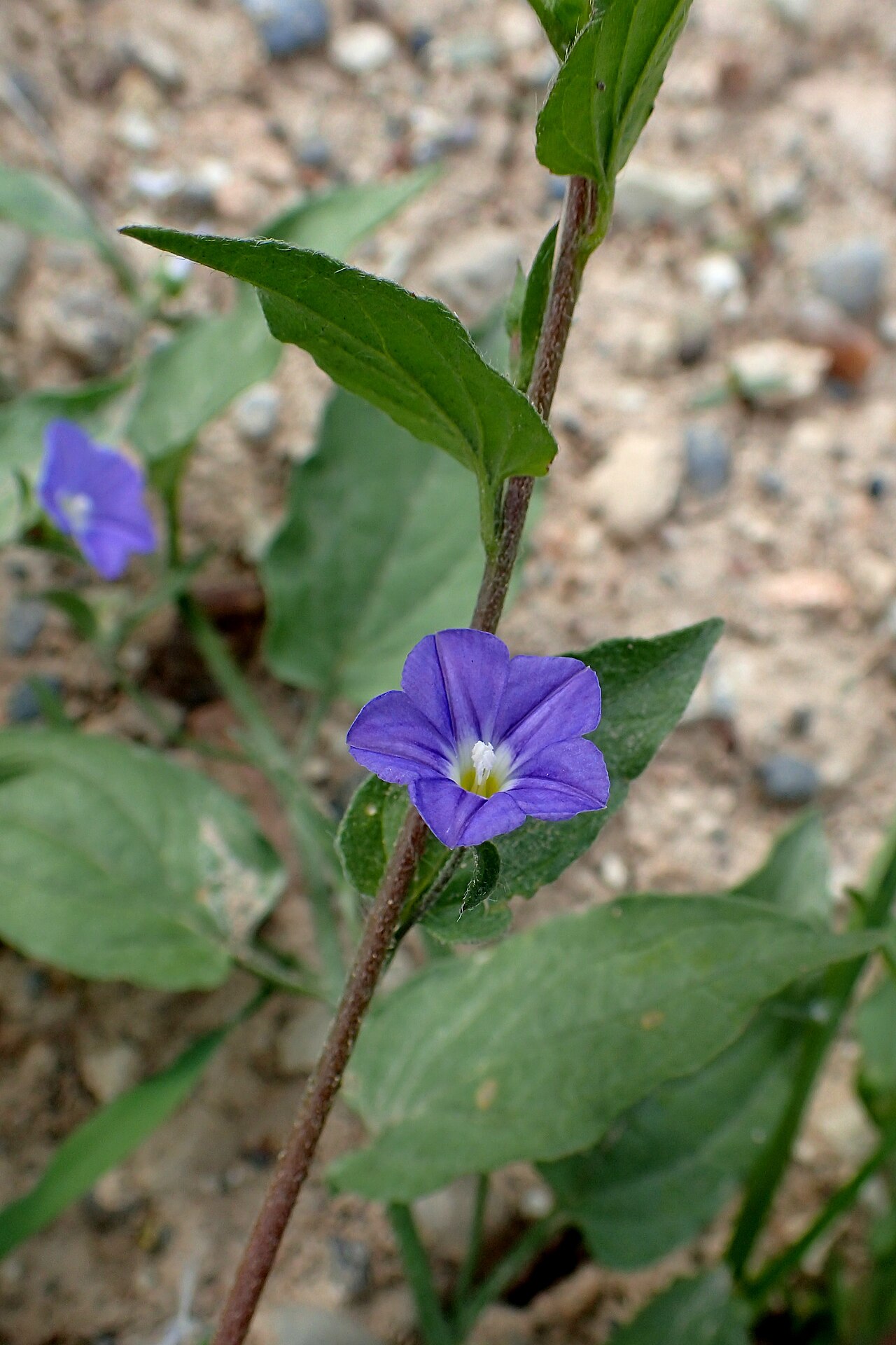 Convolvulus siculus: Convolvulus siculus at mouth of Cha-Potami, Cyprus