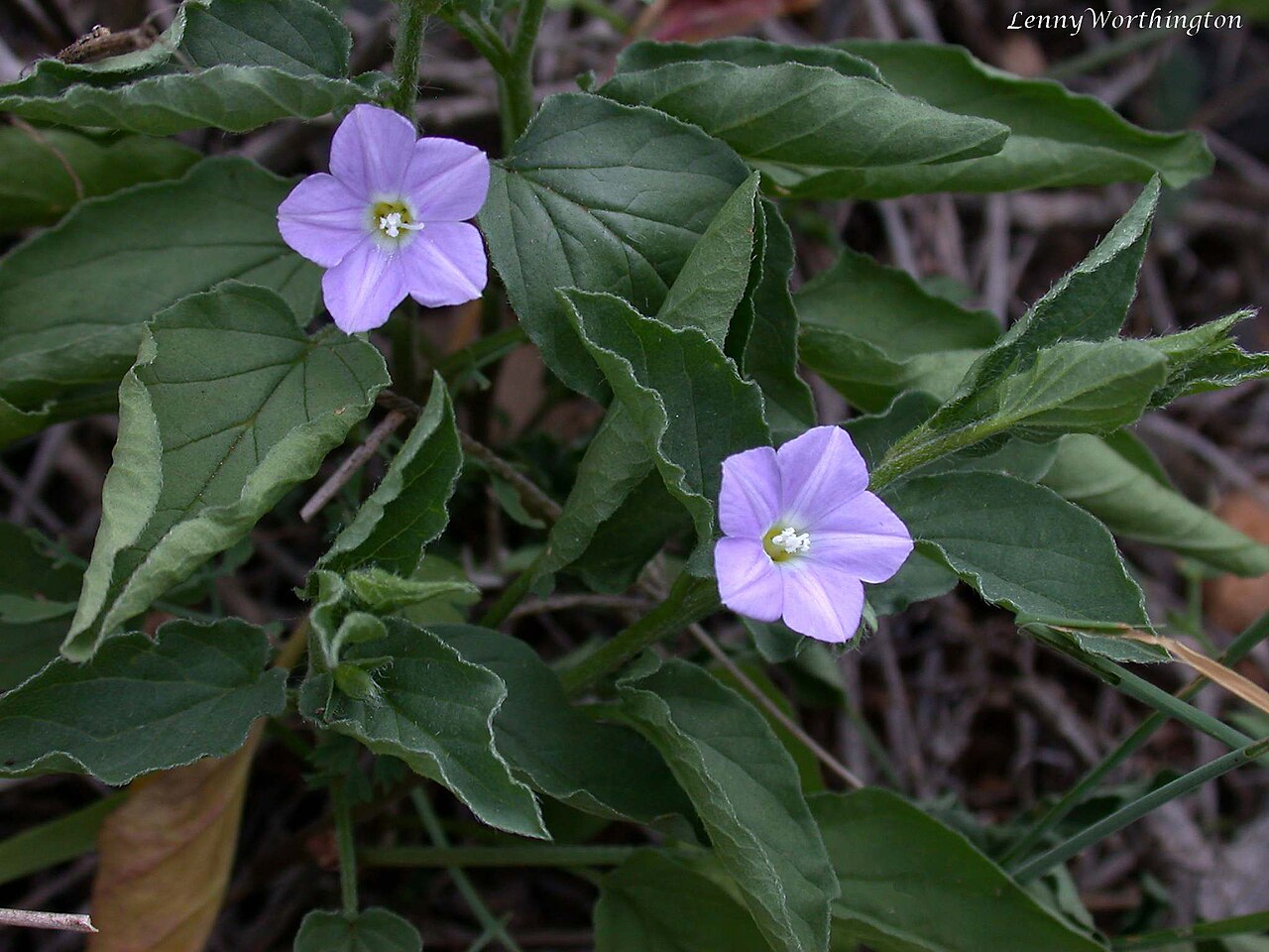 Convolvulus siculus: Fuerteventura December 2008