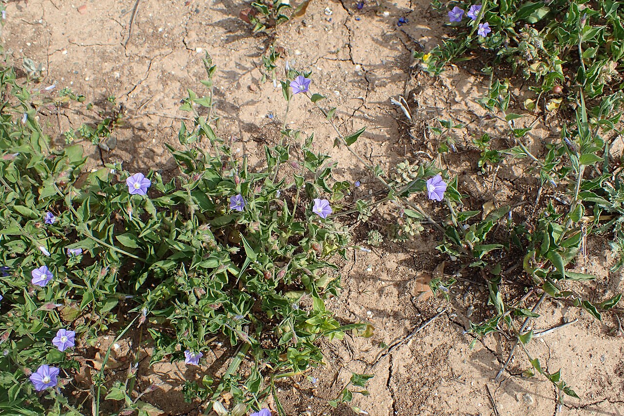 Convolvulus siculus: Convolvulus siculus at mouth of Cha-Potami, Cyprus