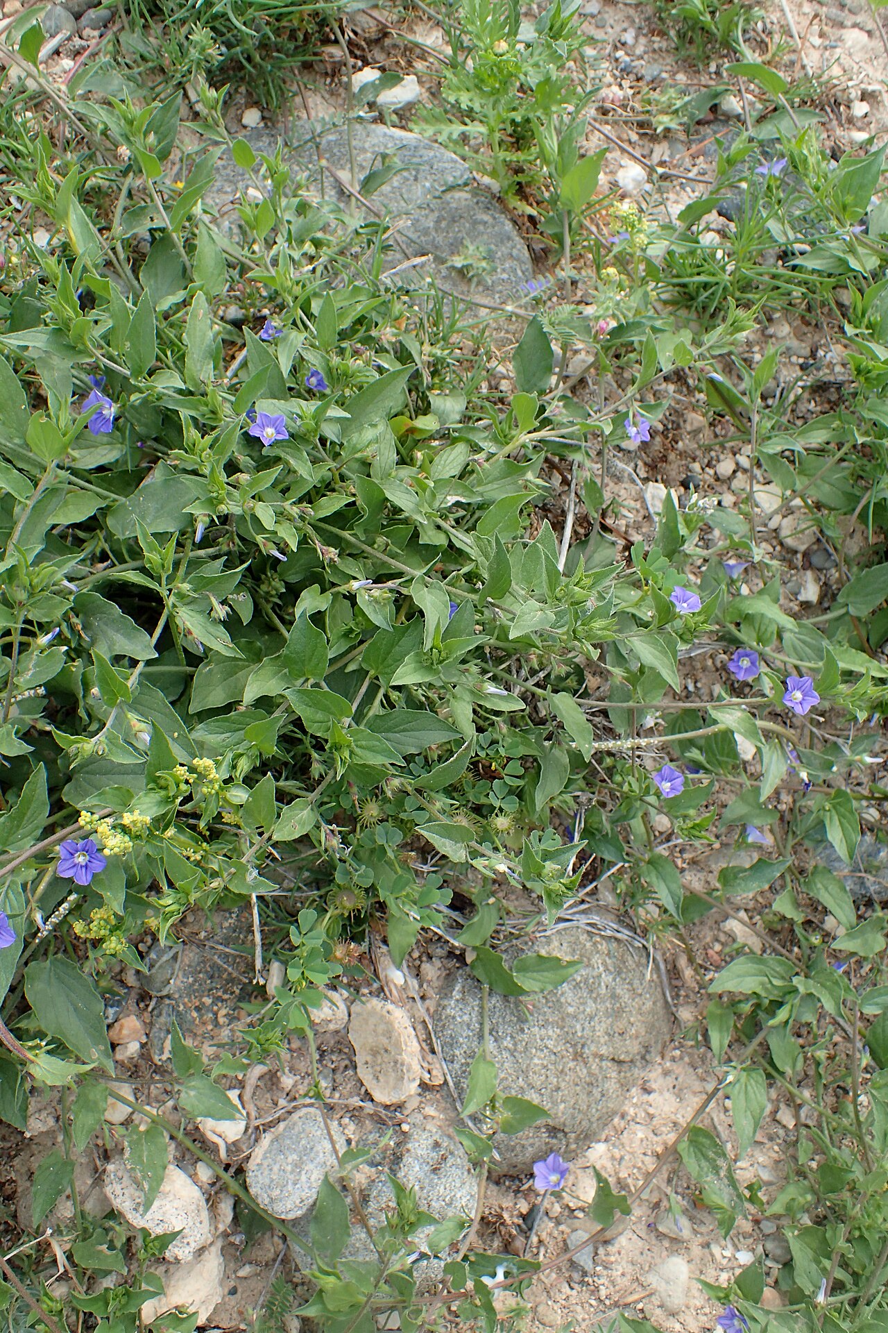 Convolvulus siculus: Convolvulus siculus at mouth of Cha-Potami, Cyprus
