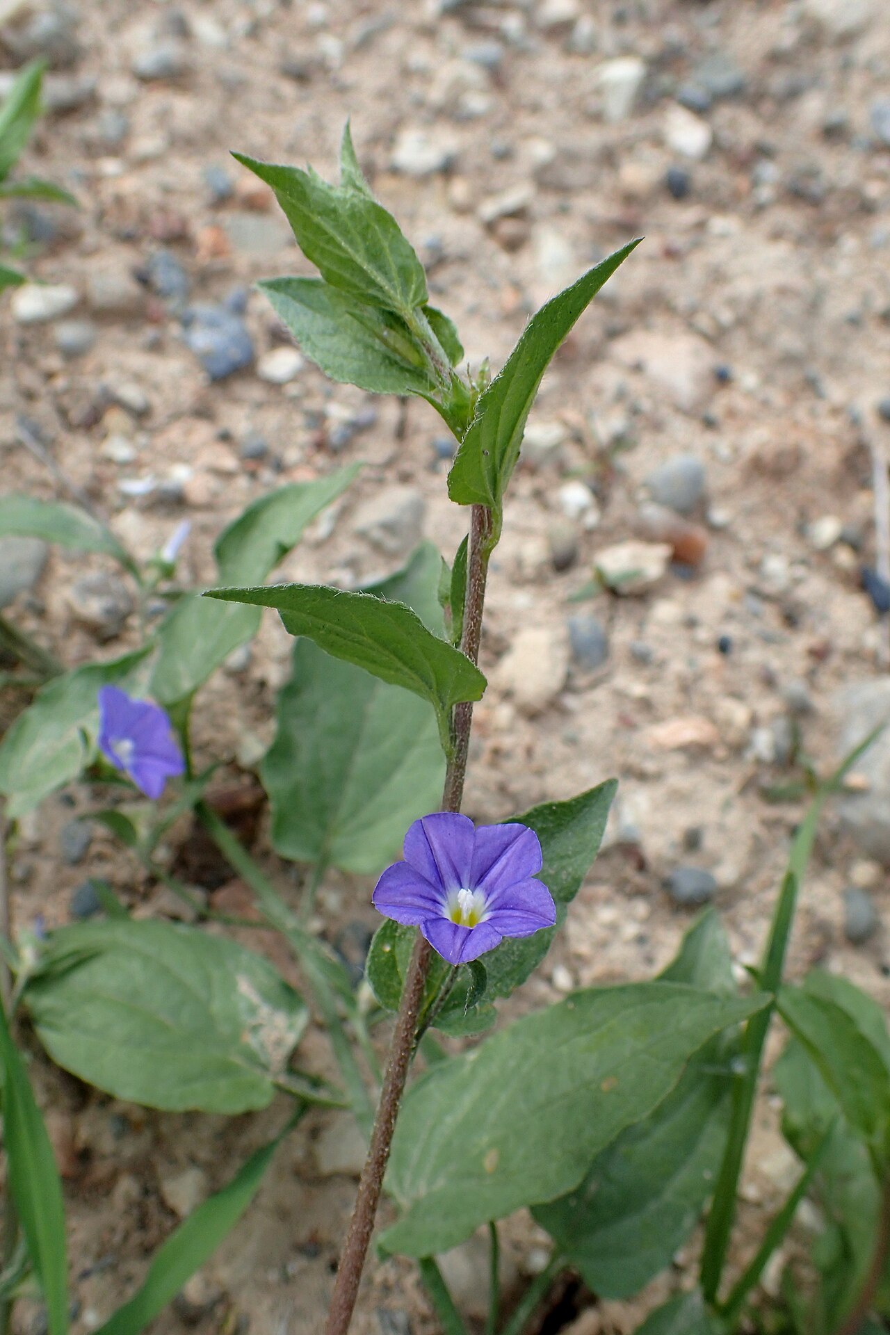 Convolvulus siculus: Convolvulus siculus at mouth of Xeros Potamos, Cyprus