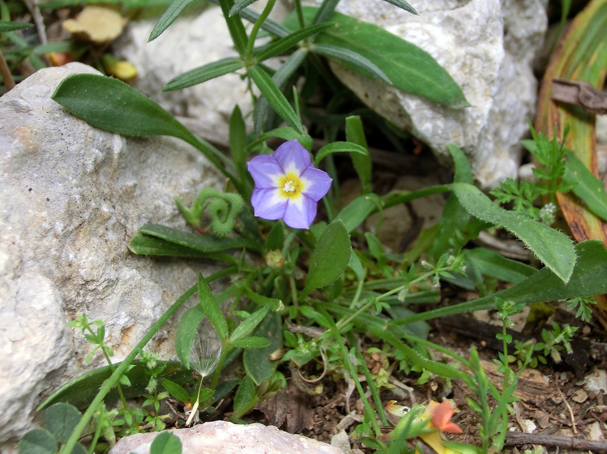 Convolvulus siculus: Convolvulus siculus . Mallorca, small valley at Cases Velles des Tossals Verds.