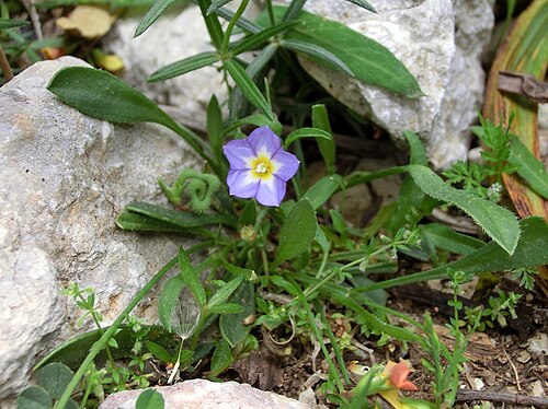 Convolvulus siculus: Convolvulus siculus . Mallorca, small valley at Cases Velles des Tossals Verds.