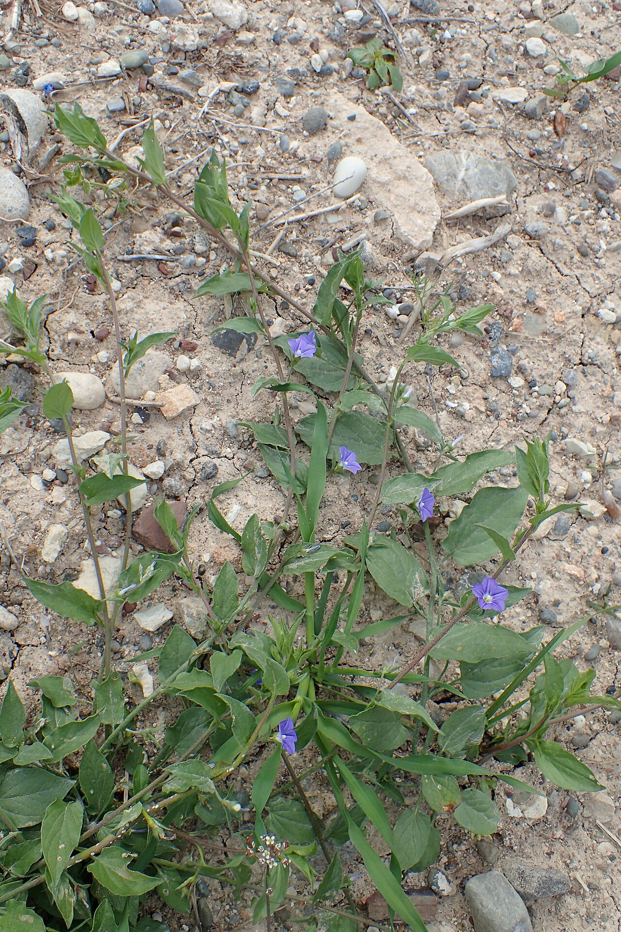 Convolvulus siculus: Convolvulus siculus at mouth of Cha-Potami, Cyprus