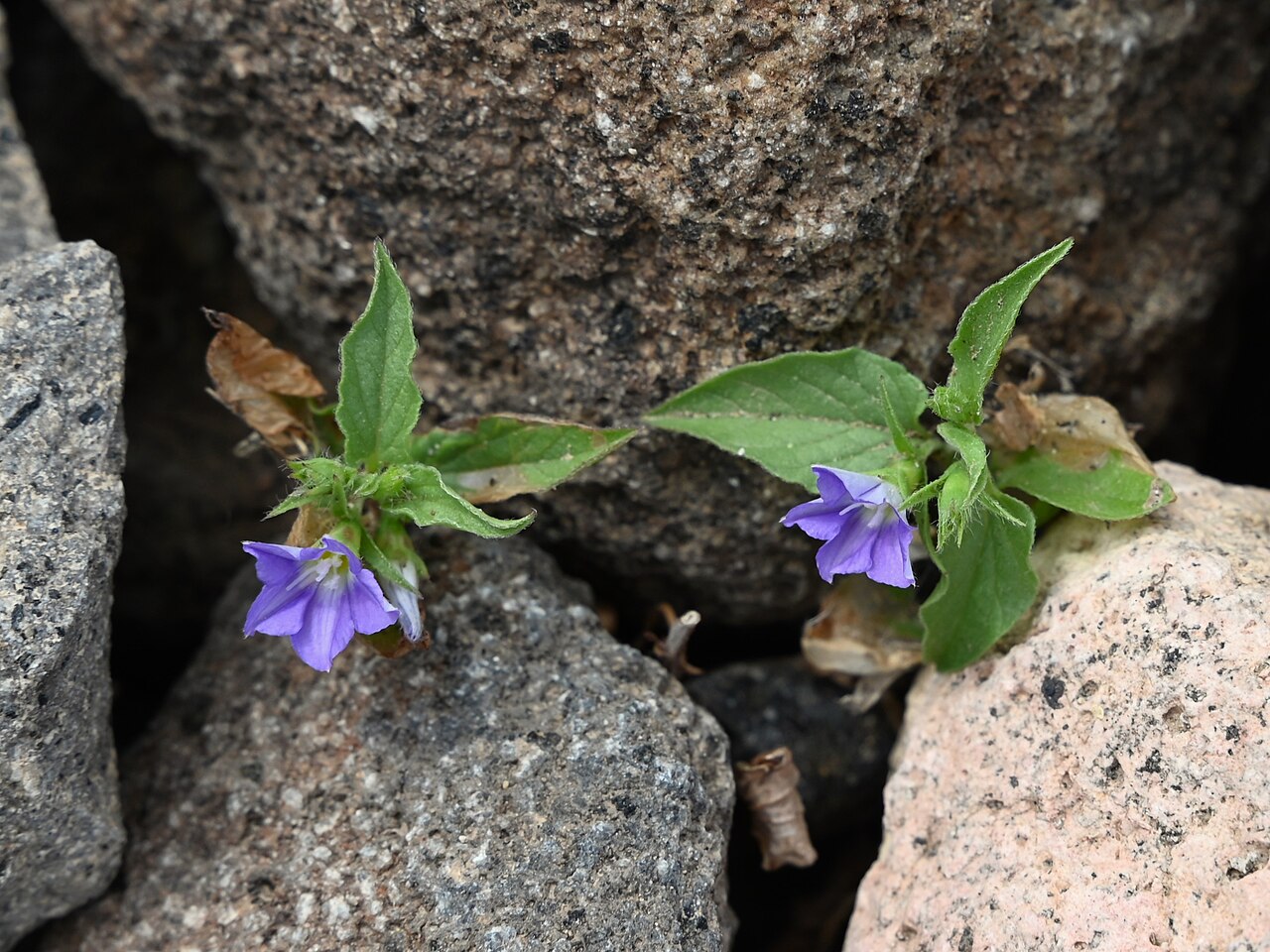 Convolvulus siculus: Convolvulus siculus NE from San Jose, Andalusia